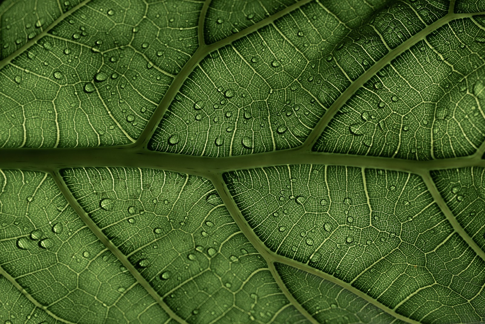 a close up of a green leaf with drops of water on it